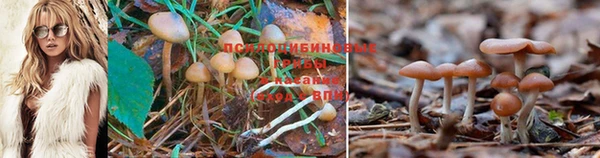 стафф Володарск